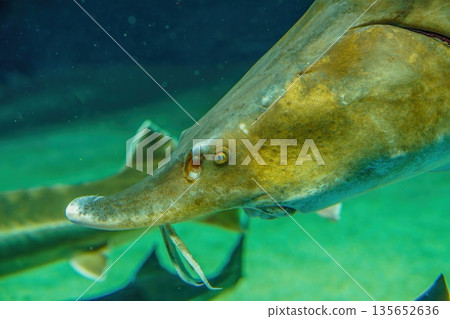 The Ecology of Farmed Sturgeon, the Source of Luxury Caviar. Sustainable Fisheries and Marine Resources The Ecology of Farmed Sturgeon, the Source of Luxury Caviar. Sustainable Fisheries and Marine Resources 135652636