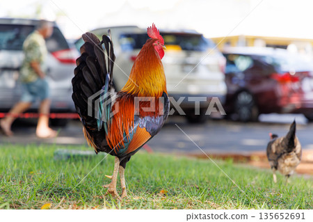 Vibrant wild chickens in a parking lot (an everyday scene in Hawaii) Vibrant wild chickens in a parking lot (an everyday scene in Hawaii) 135652691