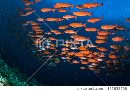 Blue sea and a flock of jeweled ibises. Diving scene in the ocean off Palau. 135652766