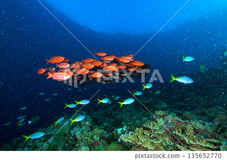 蔚藍的大海和一群寶石般的朱鷺。帛琉附近海域的潛水景象。 135652770
