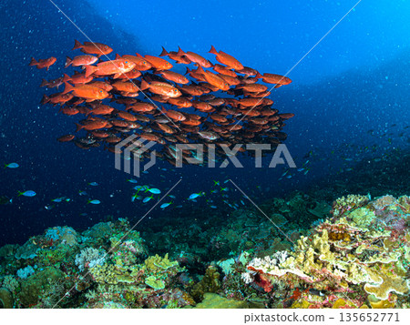蔚藍的大海和一群寶石般的朱鷺。帛琉附近海域的潛水景象。 135652771