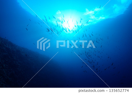 碧海藍天，魚群成群－帛琉海域潛水景象 135652774