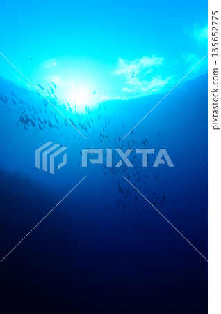 碧海藍天，魚群成群－帛琉海域潛水景象 135652775