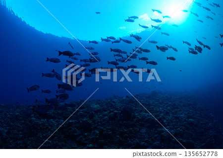 Blue sea and schools of fish - Diving scene in the ocean of Palau 135652778