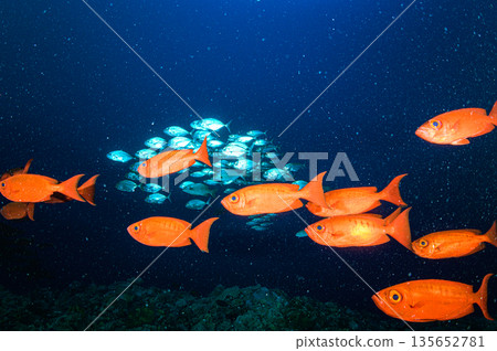 深邃的海水和一群寶石般的朱鷺。帛琉附近海域的潛水景象。 135652781
