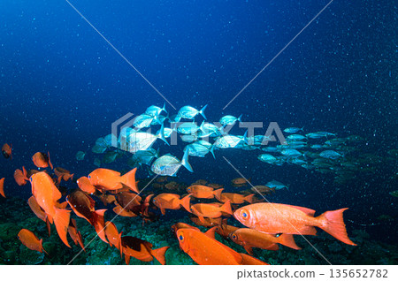蔚藍的大海和一群寶石般的朱鷺。帛琉附近海域的潛水景象。 135652782