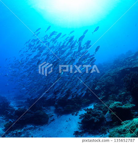 Blue sea and a school of bigeye trevally. Diving scene in the ocean off Palau. Blue sea and a school of bigeye trevally. Diving scene in the ocean off Palau. 135652787