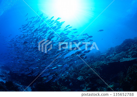 Blue sea and a school of bigeye trevally. Diving scene in the ocean off Palau. Blue sea and a school of bigeye trevally. Diving scene in the ocean off Palau. 135652788