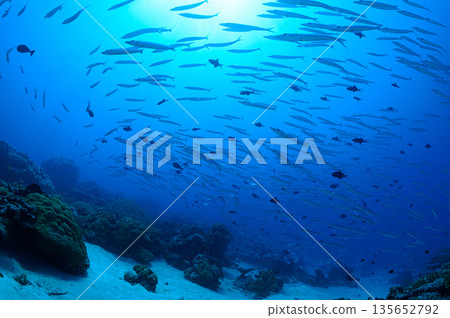 蔚藍的大海和一群梭魚。帛琉海域的潛水場景。 135652792