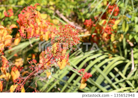 Cute Viburnum berries Cute Viburnum berries 135652948