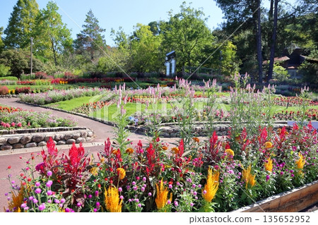 Refreshing bellflower 135652952