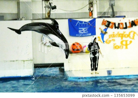 登別海洋公園的海豚表演 登別海洋公園的海豚表演 135653099
