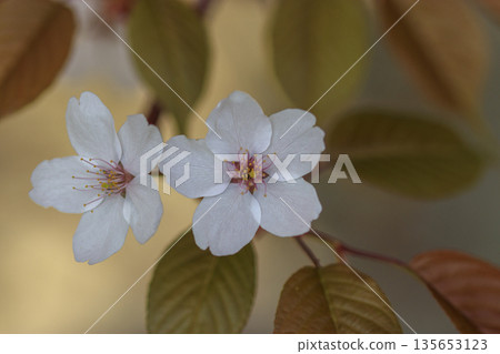 Close-up of wild cherry blossoms blooming in the forest Close-up of wild cherry blossoms blooming in the forest 135653123