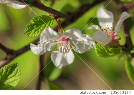 Close-up of wild cherry blossoms blooming in the forest Close-up of wild cherry blossoms blooming in the forest 135653124