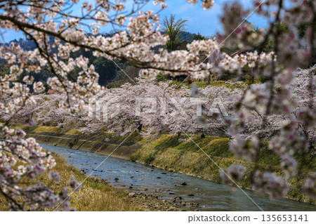 廣島縣三好市南原川的千本櫻是著名的賞櫻勝地。 135653141