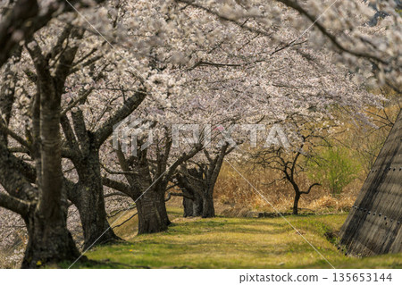 廣島縣三好市南原川的千本櫻是著名的賞櫻勝地。 135653144