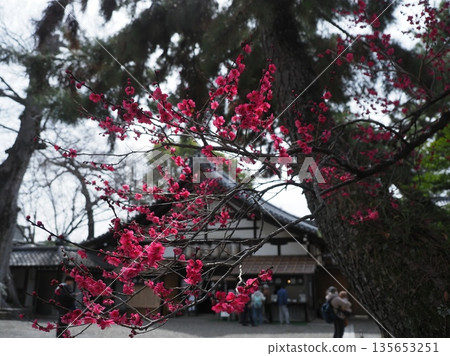Plum blossoms bloom at Kitano Tenmangu Shrine Plum blossoms bloom at Kitano Tenmangu Shrine 135653251
