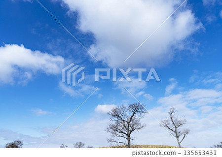 冬日的天空、雲彩和樹木 冬日的天空、雲彩和樹木 135653431