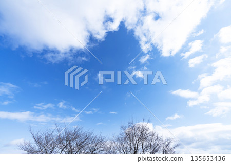 Winter sky, clouds and trees 135653436