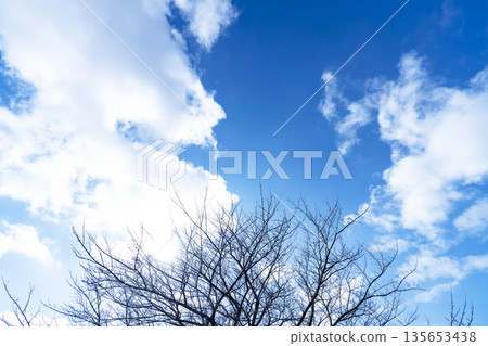 冬日的天空、雲彩和樹木 135653438