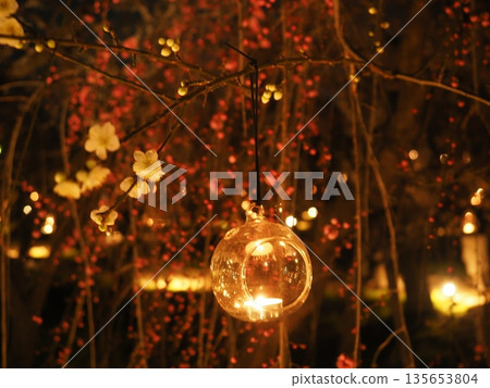 Kitano Tenmangu Shrine plum garden illumination 135653804