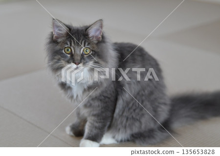 Siberian cats: hypoallergenic Siberian cats: hypoallergenic 135653828