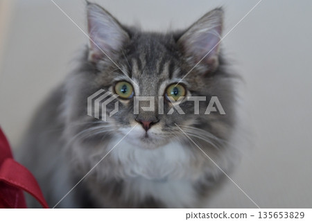 西伯利亞貓是低過敏性的 135653829