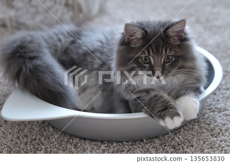 西伯利亞貓是低過敏性的 135653830