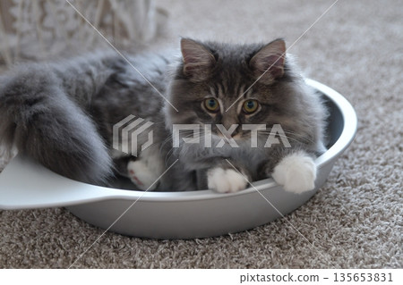 Siberian cats are hypoallergenic Siberian cats are hypoallergenic 135653831