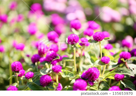 清新的環球旅行者花朵 清新的環球旅行者花朵 135653970