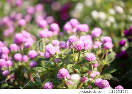 可愛的千日紅花 可愛的千日紅花 135653971
