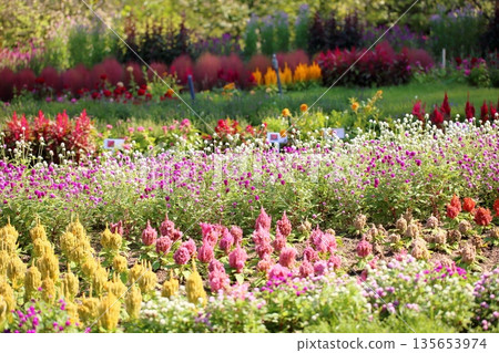 可愛的千日紅花 135653974