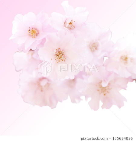 Pale pink semi-double cherry blossoms on a gradient background Pale pink semi-double cherry blossoms on a gradient background 135654056