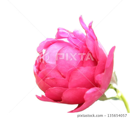 A single reddish-pink rose on a white background A single reddish-pink rose on a white background 135654057