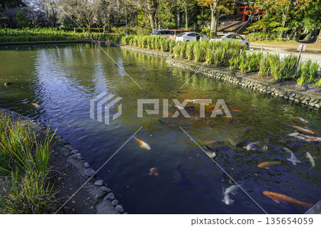 福島縣會泉裡町伊佐澄神社鳶尾花園 135654059