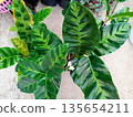 Top View of Calathea Leopardina Leaves with Small White Flowers Blooming 135654211