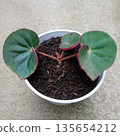 Begonia Polka Dot Variety with Dark Green Leaves and Red Hairy Edges 135654212