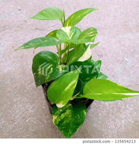Golden Pothos Epipremnum Aureum Indoor Vine in Black Nursery Bag 135654213
