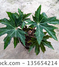 Star Shaped Green Begonia Heracleifolia Hogweed-Leaf Houseplant in Black Pot 135654214