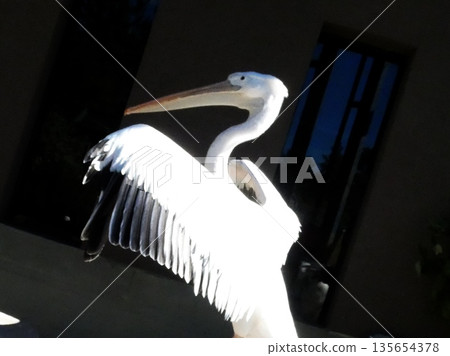 Momoiro鵜鶘 Momoiro鵜鶘 135654378