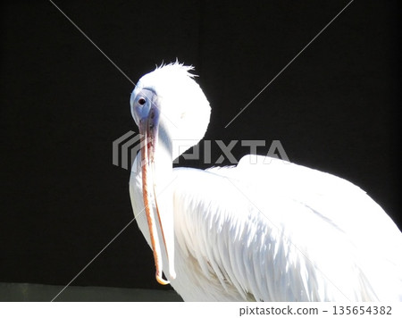 Momoiro Pelicans 135654382