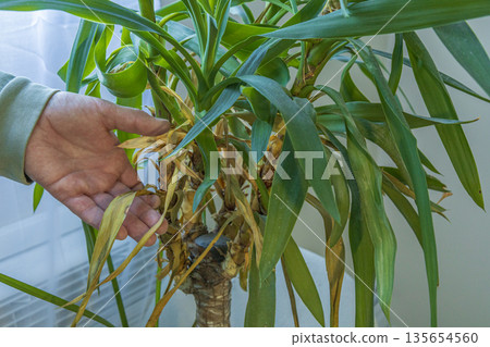 Sick Houseplant With Yellow Leaves Sick Houseplant With Yellow Leaves 135654560