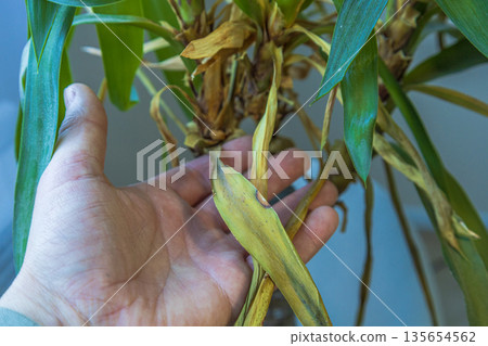 Sick Houseplant With Yellow Leaves 135654562
