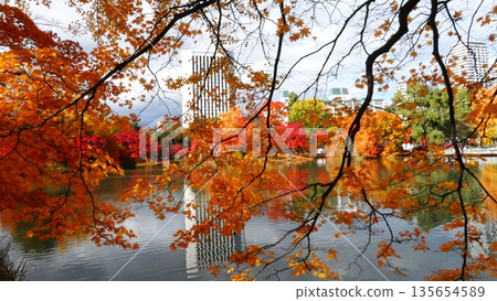 Nakajima Park: A spectacular view in late autumn 135654589