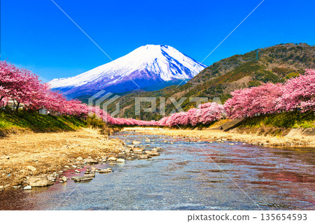 Kawazu cherry blossoms in full bloom and Mt. Fuji combined Kawazu cherry blossoms in full bloom and Mt. Fuji combined 135654593