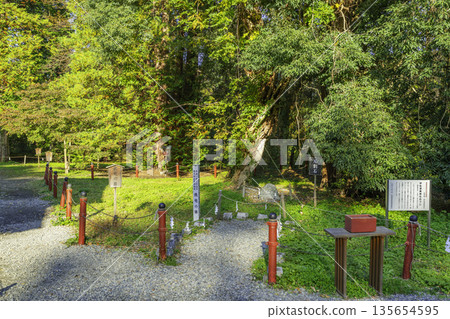 福島縣會泉裡町,伊佐澄神社,飛龍紫藤 福島縣會泉裡町,伊佐澄神社,飛龍紫藤 135654595