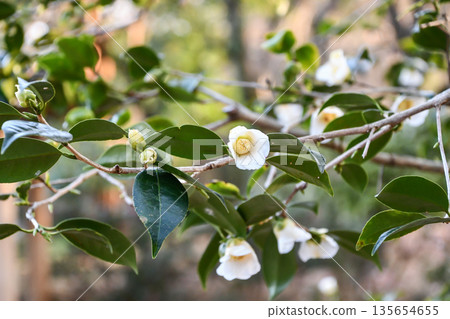 山茶花“白色侘助” 山茶花“白色侘助” 135654655