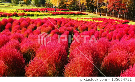 尤尼花園科基亞酒店 135654731
