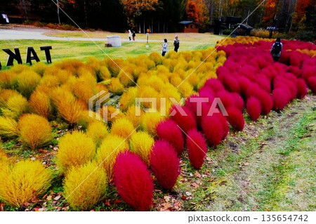 Yuni Garden Kokia 135654742