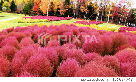 尤尼花園科基亞酒店 135654748